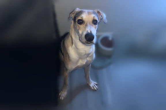 Missing dog Homestead Valley, photo: Missing dog Male, Homestead Valley (usl536184)