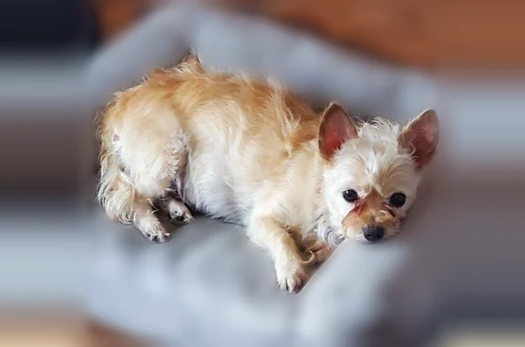 Lost dog, King Arthur Court, Dunedin - female, light tan color - photo