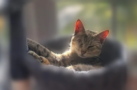 Lost male cat, Ferndale Circle, Petersburg - photo