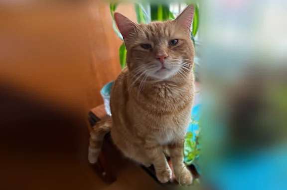 Lost cat, Ferndale Circle, Petersburg - orange and sweet - photo