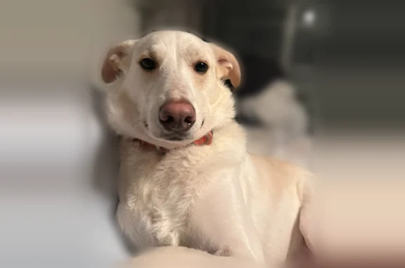 Lost dog, Cross Street, 404, Norwell, Boston - lab mix with tan spots - photo