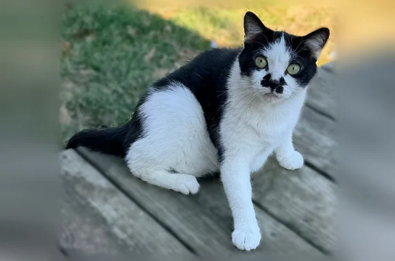 Lost pets Kansas City, photo: Lost cat, Riverview Avenue, Kansas City - black and white tuxedo with mustache