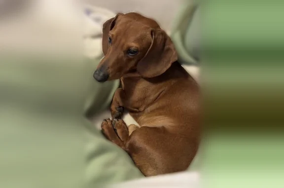 Lost male dog, Melview Road, Quincy - dark brown dachshund - photo