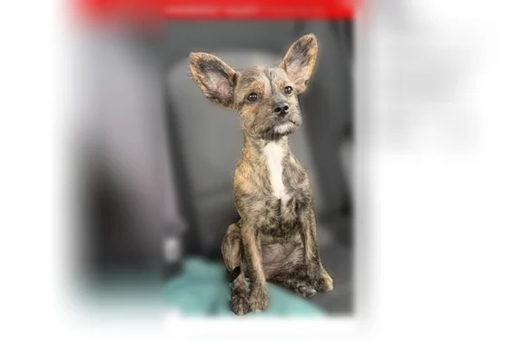 Lost female dog, Dean Martin Drive, Enterprise, Las Vegas - Frenchie terrier mix - photo