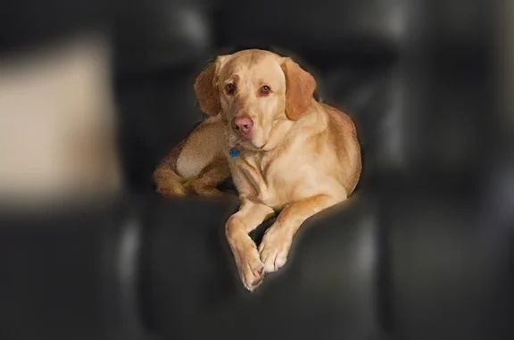 Lost dog, Cadillac, Michigan - male with teal colored collar - photo