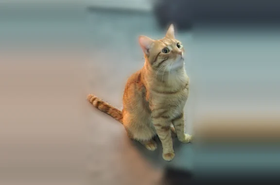 Lost cat, Shorewood Drive, Glendale Heights - male orange tabby - photo