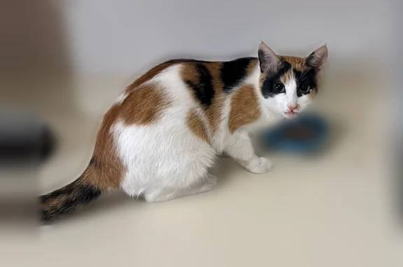 Lost pets Ammon, photo: Lost female cat, Falcon Drive, Ammon - black, white, and orange calico