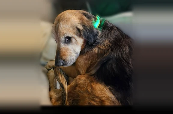 Lost dog, Corlear Street, Wilkes-Barre - 14 years old, black and brown - photo