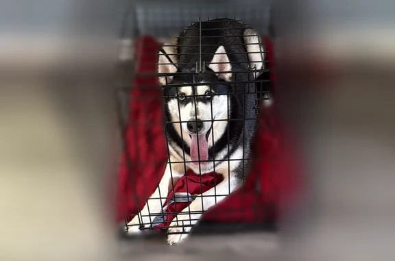 Lost dog, Monticello Street, West Columbia - female Husky with pink necklace - photo