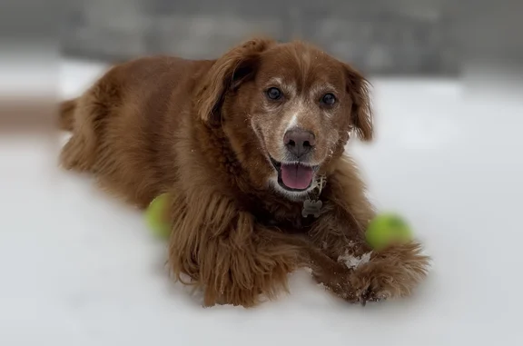 Missing dog Mount Pleasant, photo: Lost dog, Blue Jack Point, Mount Pleasant - female mutt, reddish golden retriever look