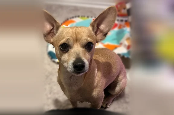 Lost male dog, Broad Wing Drive, San Antonio - male chihuahua - photo
