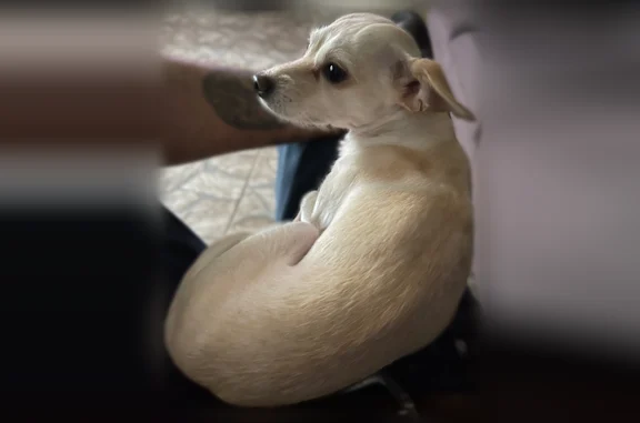 Lost dog, Evans Brook Lane, Houston - male chihuahua - photo