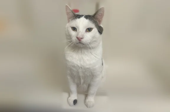 Lost male cat, Tupelo Lane, 657, Longs, Charlotte - mostly white with brown spots - photo