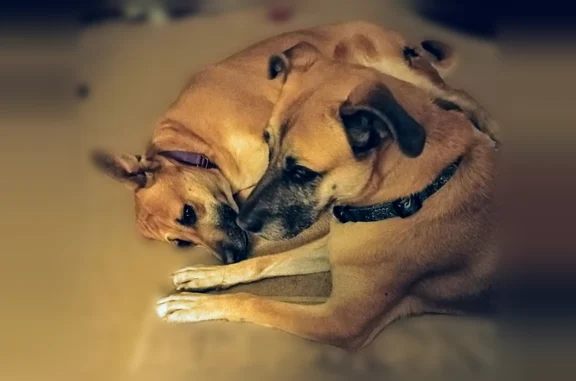 Lost dog, North Brittain Place, Tucson - female - photo