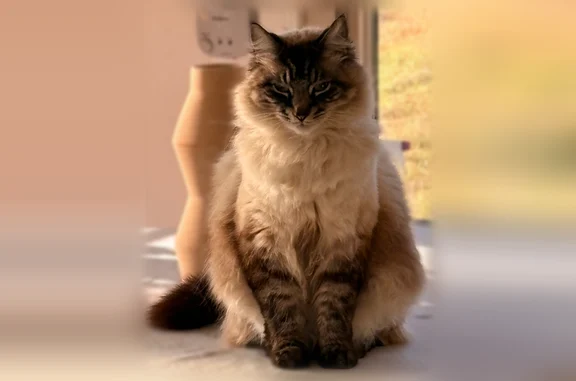 Lost male cat, Woodsdale Drive, Perry, Macon - photo