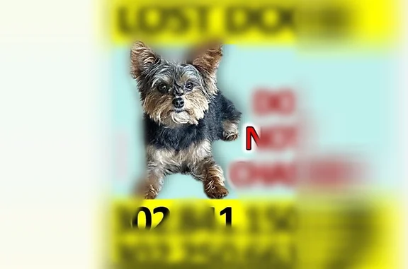 Lost dog, Otts Chapel Road, Newark - female, black with brown on face and legs - photo