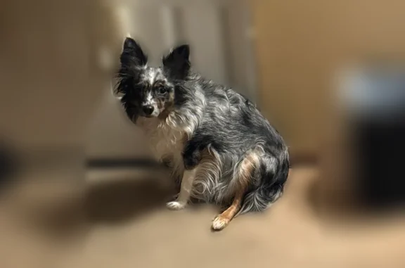 Lost dog, Egypt, Philadelphia - female with black & white fur - photo