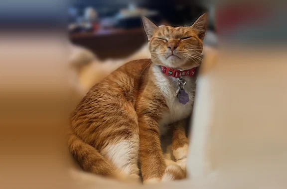 Lost cat, South Country Club Drive, Mesa - dark orange tabby - photo