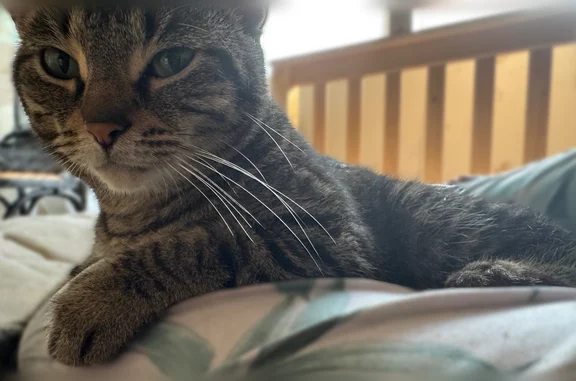 Lost cat, Cedar Court, 109, Schaumburg - female, gray tabby - photo