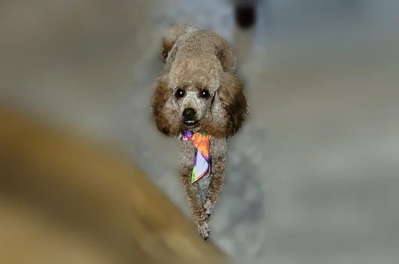 Lost dog, Rosemont Avenue, 804, Memphis - brown Toy Poodle - photo