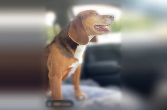 Lost dog, Dubre, Marrowbone - brown and red, female - photo