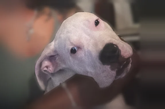 Lost dog, Chartiers Avenue, Pittsburgh - male with blue collar - photo