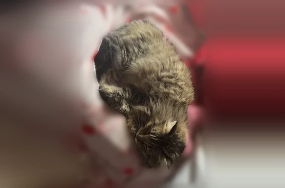Lost male cat, Chandlerville Road, Beardstown - looks like a raccoon - photo