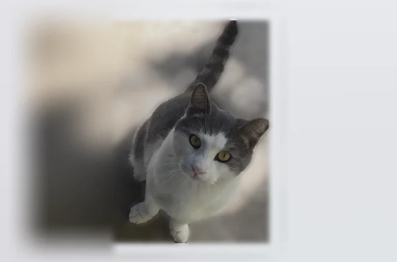 Lost cat, Lanai Avenue, San Jose - male with yellow eyes - photo
