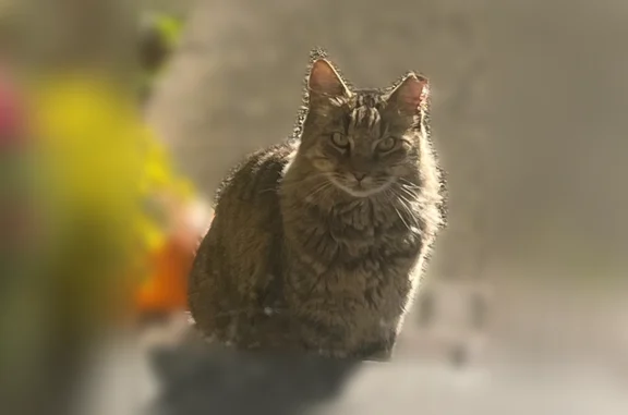 Missing cat Lillian, photo: Lost cat, Oak Valley Drive, Lillian - long haired tabby