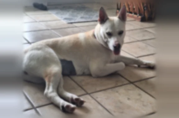 Lost dog, Big Horn Drive, San Antonio - female, white with beige pink on nose - photo