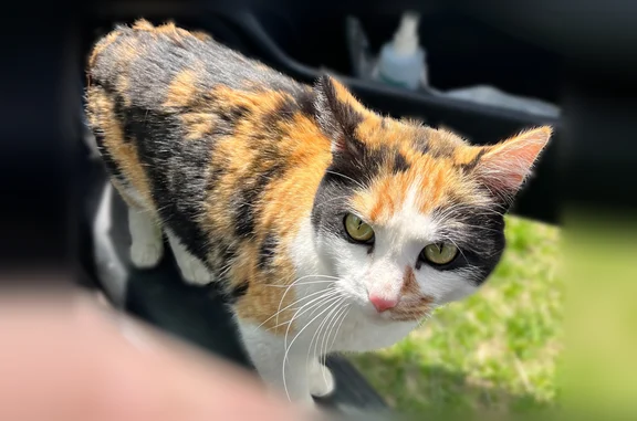 Found cat Isanti, photo: Found cat, 269th Avenue Northeast, Isanti - white with black and orange patches