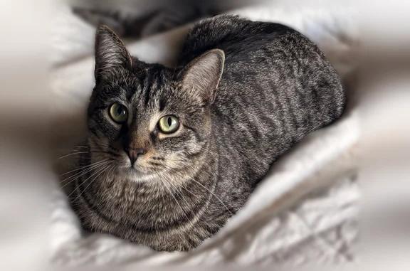 Lost cat, West Prospect Road, Fort Collins - petite and skittish - photo