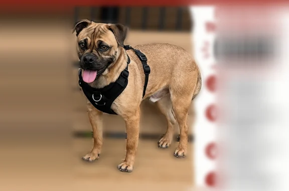 Lost dog, Elmgreen Drive, Fort Worth - male boxer/pug mix - photo