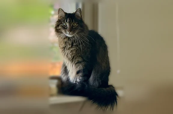 Lost cat, Vaughn Street, 885, Aurora - male, long haired Tabby - photo