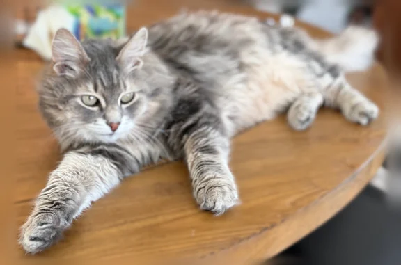 Lost pets Indianapolis, photo: Lost male cat, Deerberg Drive, Indianapolis - long hair, gray