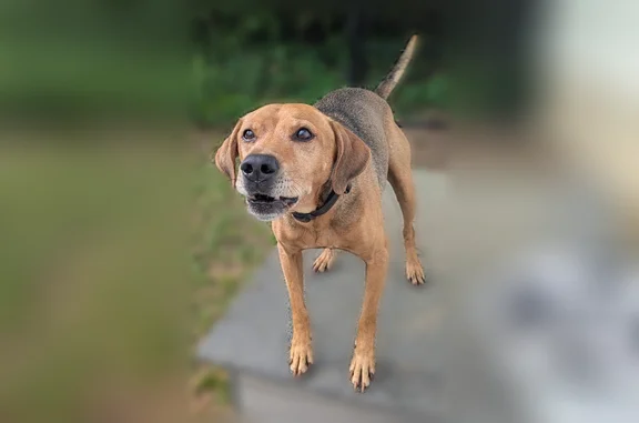Lost dog, County Road 42, Jemison - red fur with black mixed in - photo
