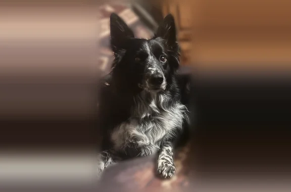 Lost dog, AL 27, Abbeville - male border collie with distinctive white streak - photo
