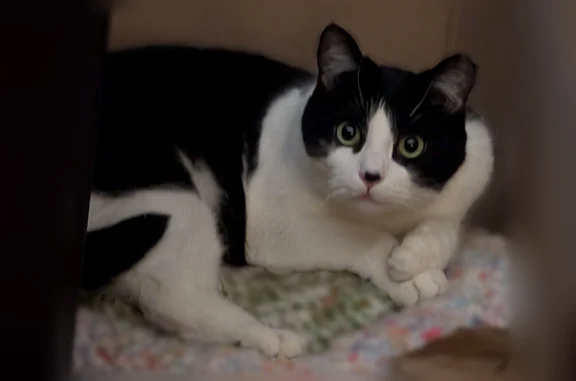 Lost cat, Coudersport, Pennsylvania - very scared of people - photo