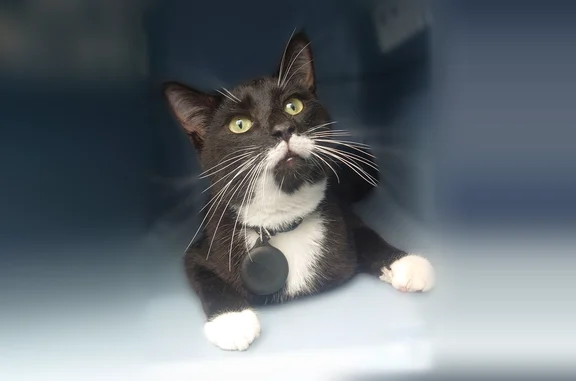 Found cat Jacksonville, photo: Found cat, Dovetree Lane, Jacksonville - dark brown/white, hurt
