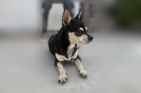 Lost dog, female, West Avalon Drive, Phoenix - photo
