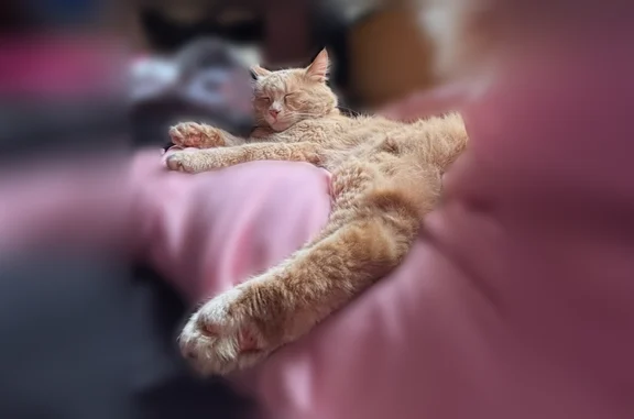 Lost cat, Perry Road, Battle Creek - male, orange ish tan - photo