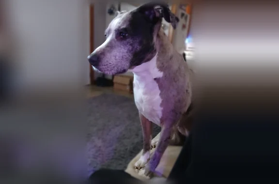 Lost female dog, Garden Prairie Road, New Berlin - grey with black spots - photo