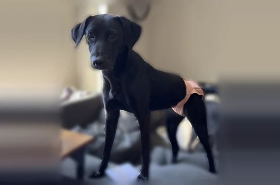 Lost dog, Copper Creek Drive, Benton, Little Rock - female, black with scarring - photo