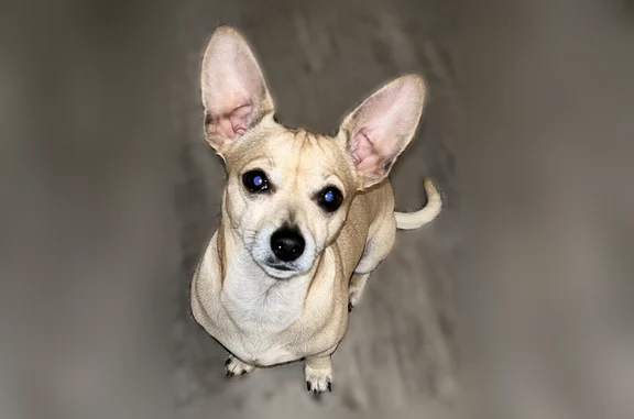 Lost dog, Broad Wing Drive, San Antonio - photo