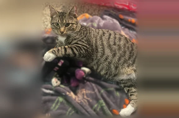 Lost cat, Smarty Jones Circle, 67, Shady Grove Estates, Austin - male with mismatched toe beans - photo