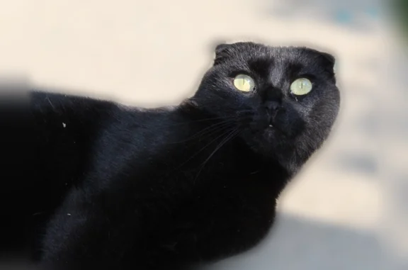 Lost pets Southfield, photo: Lost cat, Allen Park, Southfield - black with green eyes