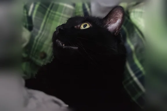 Very Friendly... Indoor only. NEEEDS DAILY MEDICATION FOR SEIZURES. He is all Black and weighs about 12# Neutered, has all claws.