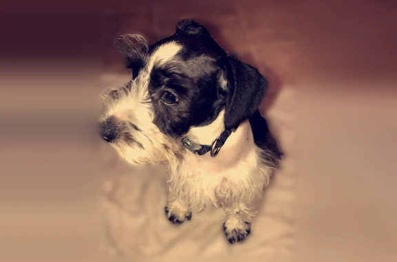Lost dog, Lyles Road Southeast, 303, Cleveland, Semmes - white with black spots - photo