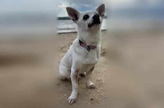 Lost dog, Northern Dancer Drive, Ocala - small white male Chihuahua mix - photo