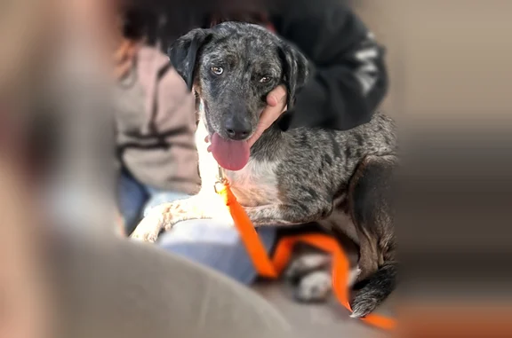 Missing dog Female, Riverdale (usl536279) - photo